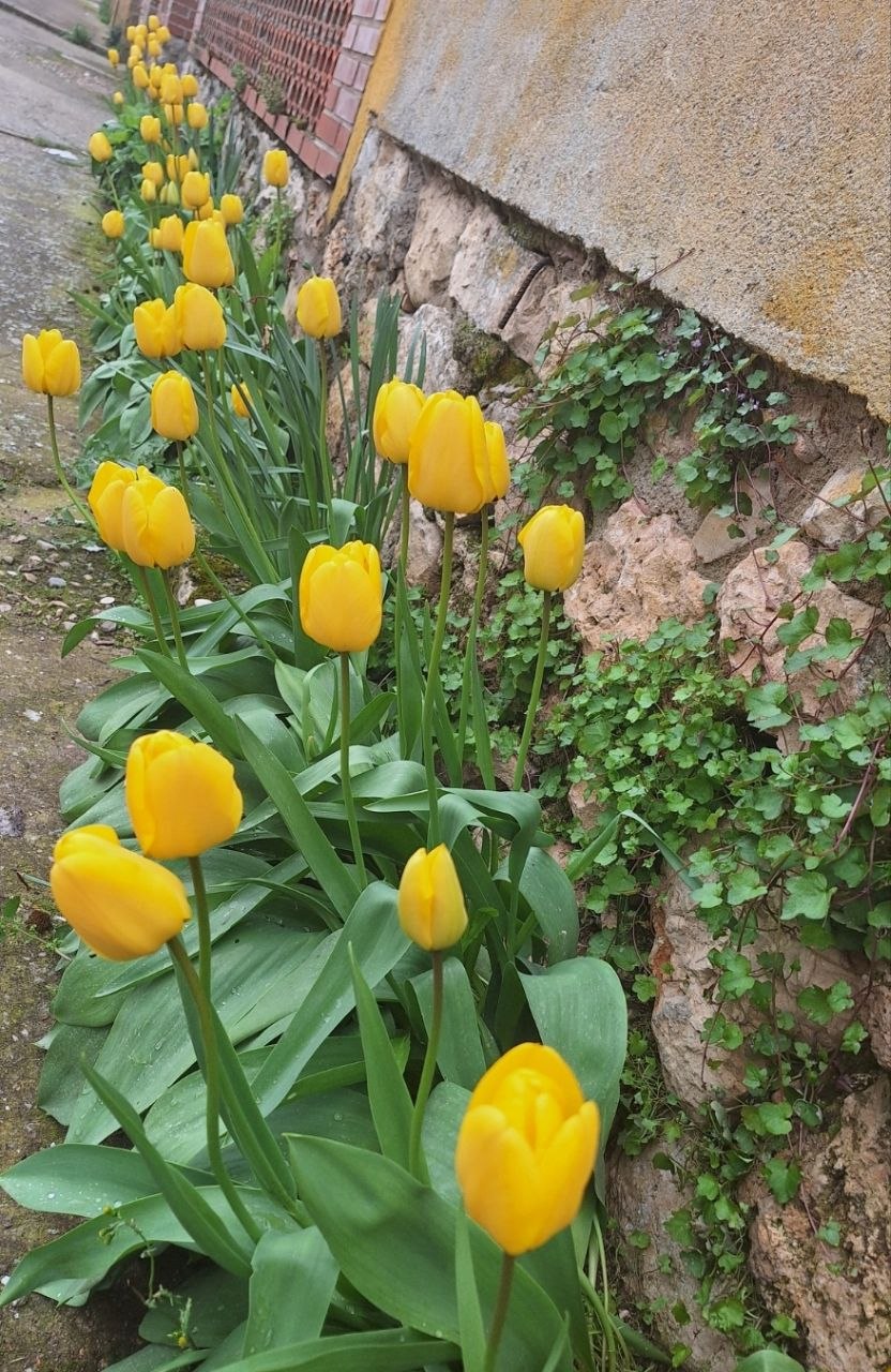 Тюльпаны